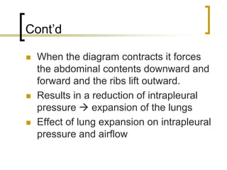 Cont’d

 When the diagram contracts it forces
 the abdominal contents downward and
 forward and the ribs lift outward.
 Results in a reduction of intrapleural
 pressure     expansion of the lungs
 Effect of lung expansion on intrapleural
 pressure and airflow
 