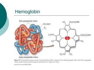 Hemoglobin
 