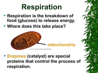 Respiration Ppt