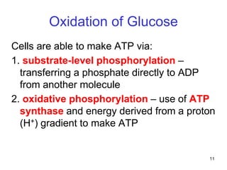 11
Oxidation of Glucose
Cells are able to make ATP via:
1. substrate-level phosphorylation –
transferring a phosphate directly to ADP
from another molecule
2. oxidative phosphorylation – use of ATP
synthase and energy derived from a proton
(H+) gradient to make ATP
 