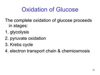 13
Oxidation of Glucose
The complete oxidation of glucose proceeds
in stages:
1. glycolysis
2. pyruvate oxidation
3. Krebs cycle
4. electron transport chain & chemiosmosis
 