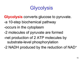 15
Glycolysis
Glycolysis converts glucose to pyruvate.
-a 10-step biochemical pathway
-occurs in the cytoplasm
-2 molecules of pyruvate are formed
-net production of 2 ATP molecules by
substrate-level phosphorylation
-2 NADH produced by the reduction of NAD+
 