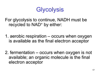17
Glycolysis
For glycolysis to continue, NADH must be
recycled to NAD+ by either:
1. aerobic respiration – occurs when oxygen
is available as the final electron acceptor
2. fermentation – occurs when oxygen is not
available; an organic molecule is the final
electron acceptor
 
