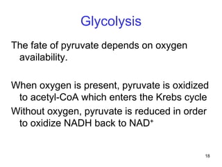 18
Glycolysis
The fate of pyruvate depends on oxygen
availability.
When oxygen is present, pyruvate is oxidized
to acetyl-CoA which enters the Krebs cycle
Without oxygen, pyruvate is reduced in order
to oxidize NADH back to NAD+
 