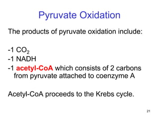 21
Pyruvate Oxidation
The products of pyruvate oxidation include:
-1 CO2
-1 NADH
-1 acetyl-CoA which consists of 2 carbons
from pyruvate attached to coenzyme A
Acetyl-CoA proceeds to the Krebs cycle.
 
