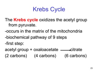 23
Krebs Cycle
The Krebs cycle oxidizes the acetyl group
from pyruvate.
-occurs in the matrix of the mitochondria
-biochemical pathway of 9 steps
-first step:
acetyl group + oxaloacetate citrate
(2 carbons) (4 carbons) (6 carbons)
 