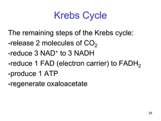 24
Krebs Cycle
The remaining steps of the Krebs cycle:
-release 2 molecules of CO2
-reduce 3 NAD+ to 3 NADH
-reduce 1 FAD (electron carrier) to FADH2
-produce 1 ATP
-regenerate oxaloacetate
 