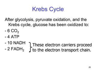 26
Krebs Cycle
After glycolysis, pyruvate oxidation, and the
Krebs cycle, glucose has been oxidized to:
- 6 CO2
- 4 ATP
- 10 NADH
- 2 FADH2
These electron carriers proceed
to the electron transport chain.
 