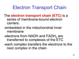 27
Electron Transport Chain
The electron transport chain (ETC) is a
series of membrane-bound electron
carriers.
-embedded in the mitochondrial inner
membrane
-electrons from NADH and FADH2 are
transferred to complexes of the ETC
-each complex transfers the electrons to the
next complex in the chain
 