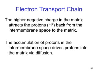 30
Electron Transport Chain
The higher negative charge in the matrix
attracts the protons (H+) back from the
intermembrane space to the matrix.
The accumulation of protons in the
intermembrane space drives protons into
the matrix via diffusion.
 