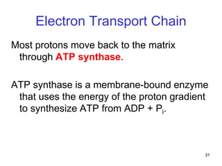 31
Electron Transport Chain
Most protons move back to the matrix
through ATP synthase.
ATP synthase is a membrane-bound enzyme
that uses the energy of the proton gradient
to synthesize ATP from ADP + Pi.
 