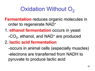 40
Oxidation Without O2
Fermentation reduces organic molecules in
order to regenerate NAD+
1. ethanol fermentation occurs in yeast
-CO2, ethanol, and NAD+ are produced
2. lactic acid fermentation
-occurs in animal cells (especially muscles)
-electrons are transferred from NADH to
pyruvate to produce lactic acid
 