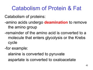 42
Catabolism of Protein & Fat
Catabolism of proteins:
-amino acids undergo deamination to remove
the amino group
-remainder of the amino acid is converted to a
molecule that enters glycolysis or the Krebs
cycle
-for example:
alanine is converted to pyruvate
aspartate is converted to oxaloacetate
 