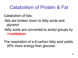 43
Catabolism of Protein & Fat
Catabolism of fats:
-fats are broken down to fatty acids and
glycerol
-fatty acids are converted to acetyl groups by
-oxidation
The respiration of a 6-carbon fatty acid yields
20% more energy than glucose.
 