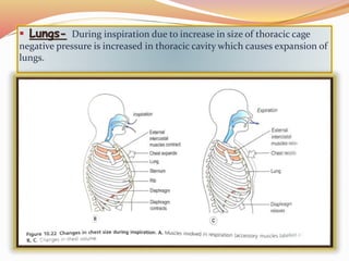 Mechanism of breathing | PPTX