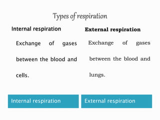 Respiration ppt | PPTX