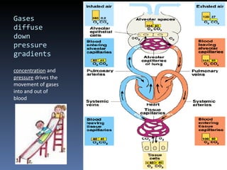 Gas Movement Respiration presentation | PPT