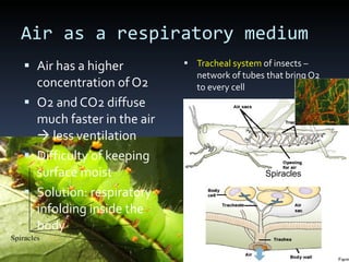 Air as a respiratory medium <ul><li>Air has a higher concentration of O2 </li></ul><ul><li>O2 and CO2 diffuse much faster ...