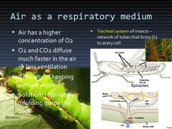 Respiration presentation