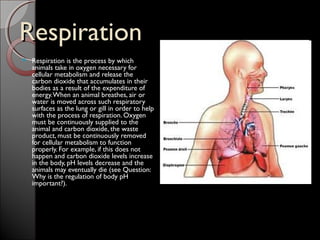 Respiration
   Respiration is the process by which
    animals take in oxygen necessary for
    cellular metabolism and release the
    carbon dioxide that accumulates in their
    bodies as a result of the expenditure of
    energy. When an animal breathes, air or
    water is moved across such respiratory
    surfaces as the lung or gill in order to help
    with the process of respiration. Oxygen
    must be continuously supplied to the
    animal and carbon dioxide, the waste
    product, must be continuously removed
    for cellular metabolism to function
    properly. For example, if this does not
    happen and carbon dioxide levels increase
    in the body, pH levels decrease and the
    animals may eventually die (see Question:
    Why is the regulation of body pH
    important?).
 