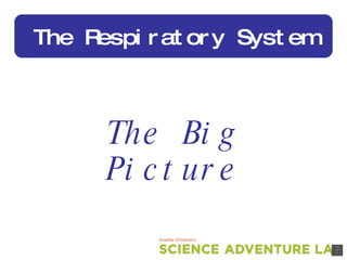 The Big Picture The Respiratory System 