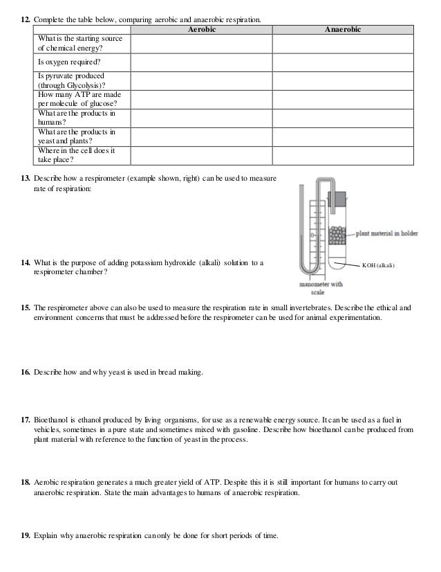 IB Respiration Review (2.8)