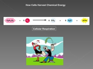 How Cells Harvest Chemical Energy Cellular Respiration 