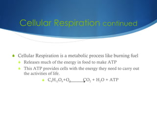 Cellular Respiration  continued ,[object Object],[object Object],[object Object],[object Object]