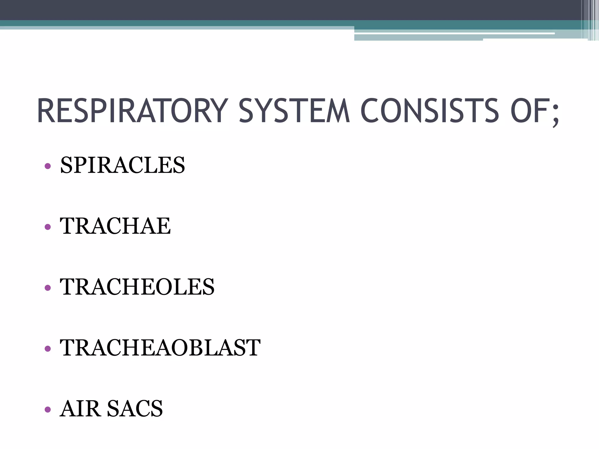 RESPIRATORY SYSTEM CONSISTS OF;
• SPIRACLES
• TRACHAE
• TRACHEOLES
• TRACHEAOBLAST
• AIR SACS
 