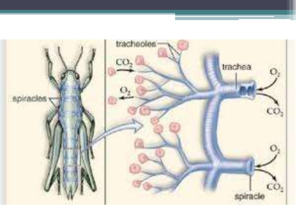 Respiration system in insects