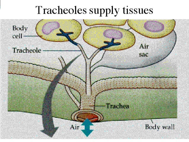 Respiration system in insects