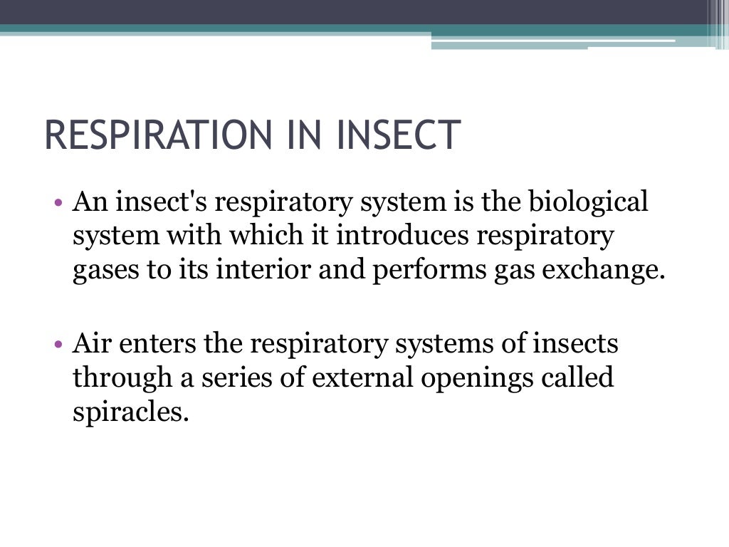 Respiration system in insects