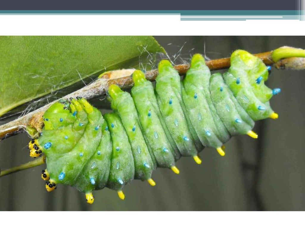 Respiration system in insects