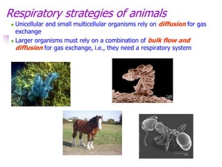 Respiration theory class lecture.ppt