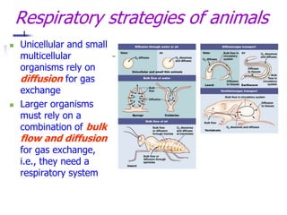 Unicellular and small
multicellular
organisms rely on
diffusion for gas
exchange
 Larger organisms
must rely on a
combination of bulk
flow and diffusion
for gas exchange,
i.e., they need a
respiratory system
Respiratory strategies of animals
 