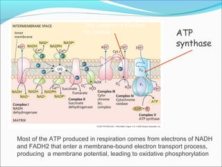 Respiration in plants | PPT