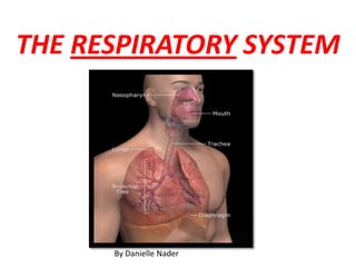 THE RESPIRATORY SYSTEM By Danielle Nader 