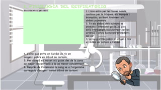 2. FISIOLOGÍA DEL RESPIRATORIO


1. L'aire entra per les fosses nasals, 

continua per la tràquea, els bronquis i 

bronquíols, arribant
fi
nalment als 

alvèols pulmonars.

2. En els alvèols dels pulmons es 

produeix l'intercanvi gasós, ja que 

està intensament vascularitzat per les 

artèries i venes pulmonars procedents 

del cor

3. La sang arriba pobra en oxigen i rica 

en diòxid de carboni a l'alvèol.
4. L'aire que entra en l'alvèol és ric en 

oxigen i pobre en diòxid de carboni.

5. Per difusió es mouen els gasos des de la zona
de major concentració a la de menor concentració

6. Després de l'intercanvi la sang va a l'organisme
carregada d'oxigen i sense diòxid de carboni.

 