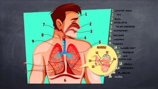 CAVITAT NASAL
NAS
BOCA
EPIGLOTIS
PULMÓ ESQUERRE
DIAFRAGMA
FARINGE
LARINGE
TRÀQUEA
PULMÓN DRET
BRONQUIS
RED
CAPIL·LAR
VÈNULA
ARTERIOLA
BRONQUIOL
ALVÈOL
 