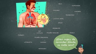 CAVIDAD NASAL
NARIZ
BOCA
EPIGLOTIS
PULMÓN IZQUIERDO
DIAFRAGMA
FARINGE
LARINGE
TRÁQUEA
PULMÓN DERECHO
BRONQUIOS
RED
CAPILAR VÉNULA
ARTERIOLA
BRONQUIOLO
ALVEOLO
¿Eres capaz de
recordar dónde
va cada uno?
 