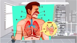 CAVITAT NASAL
NAS
BOCA
EPIGLOTIS
PULMÓ ESQUERRE
DIAFRAGMA
FARINGE
LARINGE
TRÀQUEA
PULMÓN DRET
BRONQUIS
RED
CAPIL·LAR
VÈNULA
ARTERIOLA
BRONQUIOL
ALVÈOL
 
