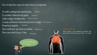CAVIDAD NASAL
DIAFRAGMA
FARINGE
LARINGE
TRÁQUEA
BRONQUIOS
ALVEOLO
Molt bé, ja hem vist
l'anatomia, anem amb la
fisiologia
ACTIVITAT


Què li passa a una molècula d'oxigen des
que esta en l'aire fins que arriba a la sang?
Fes correspondre cada nom amb la funció corresponent.




T
é anells cartilaginosos semicirculars.


Es produeix l'intercanvi de gasos.


Calent, neteja i humiteja l'aire.


La seua contracció involuntària provoca el singlot.


Presenta la epiglotis.


Gran ramificació que entra en el pulmó.


Punt comú amb la boca i l’oïda.
 