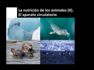 La nutrición de los animales (II).
6   El aparato circulatorio
 
