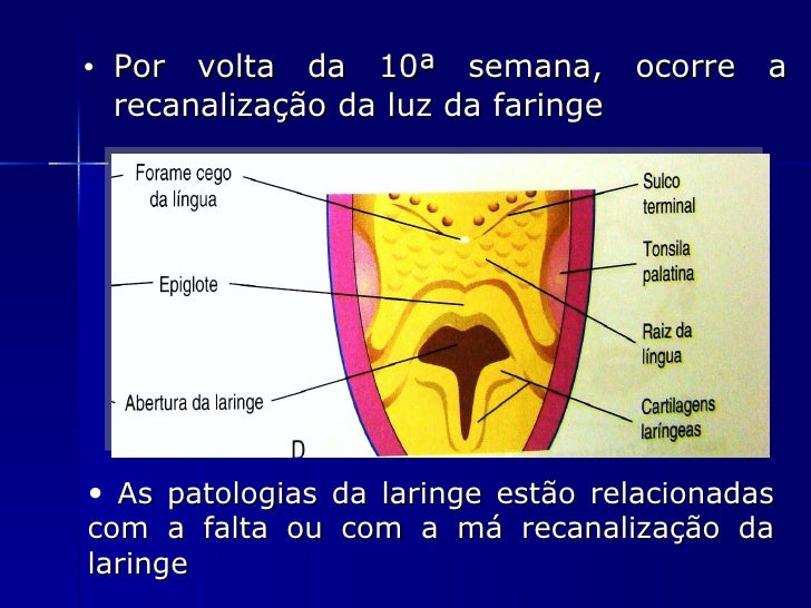 Embriologia do Sistema Respiratorio