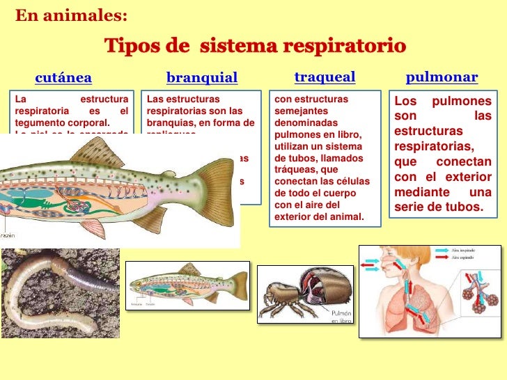 Respiratorio