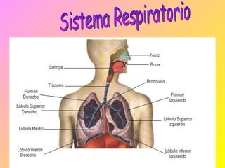 Sistema Respiratorio 