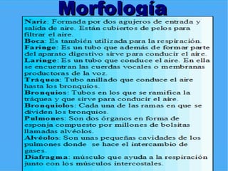 Morfología
 