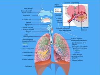 Fila 1   Fila 2   Fila 3   Fila 4
 