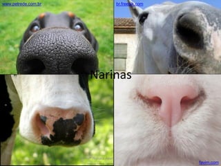 Profª Renata Avancini Fernandes
www.petrede.com.br br.freepik.com
favim.com
Narinas
 