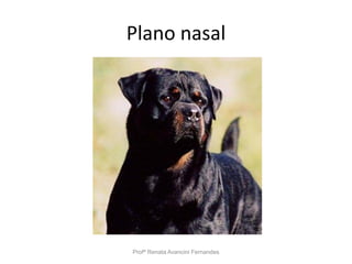 Plano nasal
Profª Renata Avancini Fernandes
 